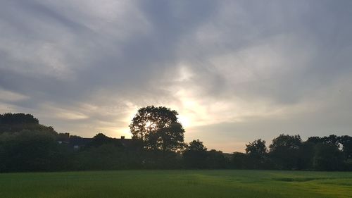 Trees on field against sky at sunset