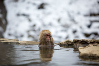 Monkey on a rock in lake during winter
