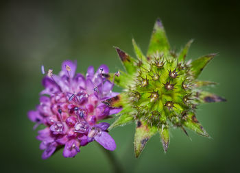 Close-up of purple flowering plant