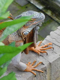 High angle view of lizard