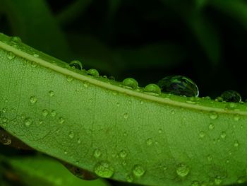 Close-up of wet plant leaves during rainy season