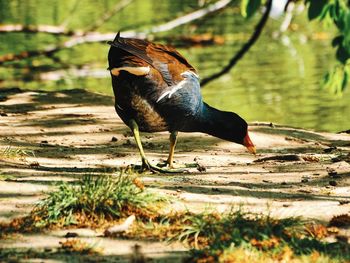 Close-up of bird perching on a land