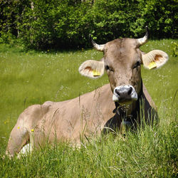 Horse grazing on grassy field