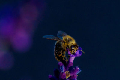 Close-up of bee pollinating on purple flower