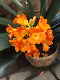 Close-up of yellow flowers