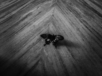 High angle view of fly on wood