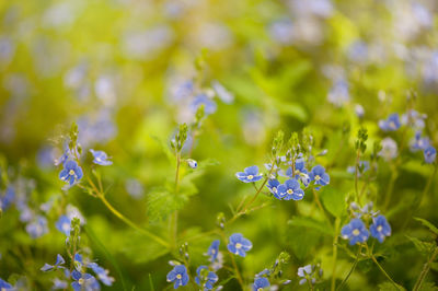 Close-up of fresh flowers blooming in field