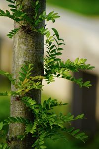 Close-up of creeper plant on tree trunk