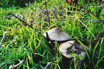 Close-up of mushroom on field