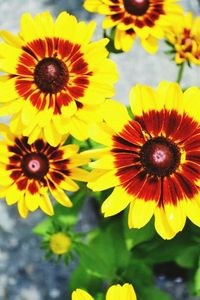 Close-up of yellow flowers blooming outdoors