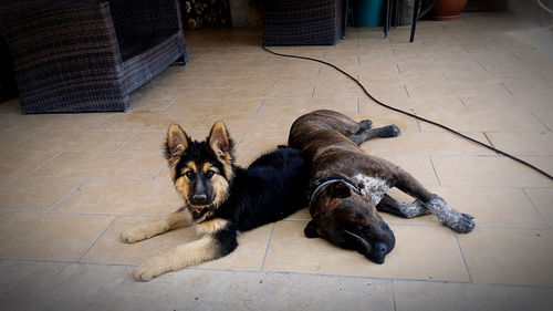 High angle view of dog sleeping on floor