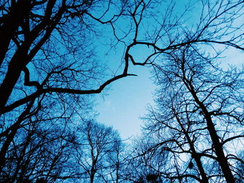 Low angle view of bare trees against blue sky