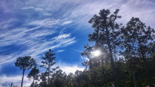 Low angle view of silhouette trees against sky