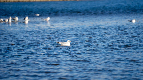 Ducks swimming in sea