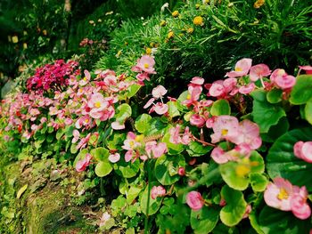 Close-up of pink flowers