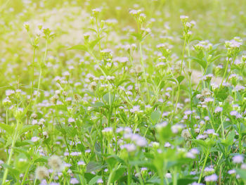 Close-up of white flowering plants on field