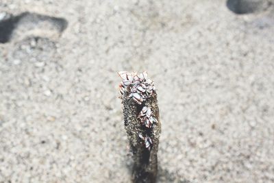 Close-up of goose barnacles on rock