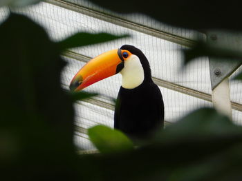 Close-up of bird