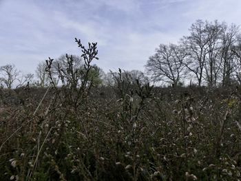 Plants on landscape against sky