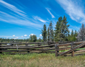 Trees on field against sky