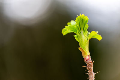 Close-up of plant