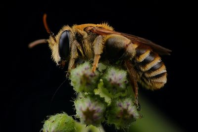 Close-up of bee pollinating on flower