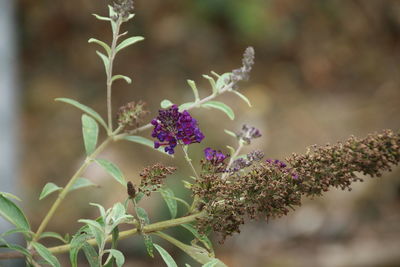 Close-up of purple flowering plant