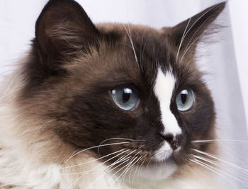 Close-up portrait of a cat