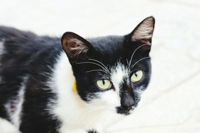 Close-up portrait of cat