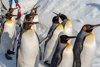 View of birds in snow