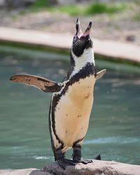 Close-up of penguin perching on rock with open mouth against lake