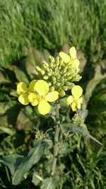 Close-up of yellow flowers