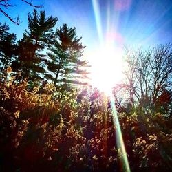 Low angle view of trees against sky