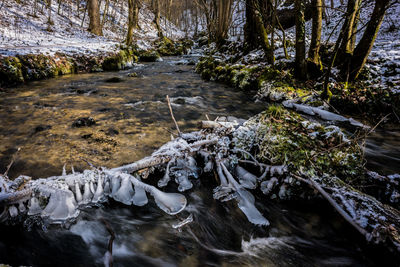 Scenic view of stream in forest