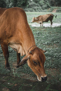 Cows in a field