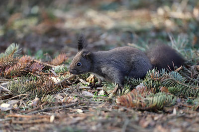 Squirrel in a field