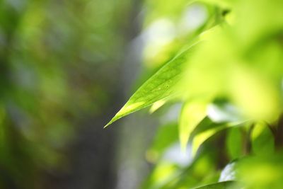 Close-up of leaves against blurred background