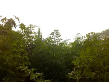 Close-up of plants against clear sky