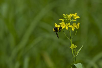 Bee pollinating on yellow flower