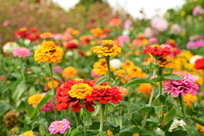 Close-up of yellow flowers blooming outdoors