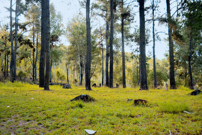 Trees in forest