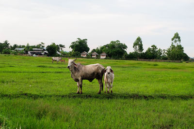 Horses in a field