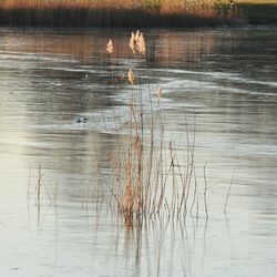 Birds swimming in lake