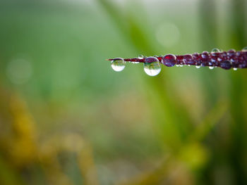 Close-up of water drops on plant