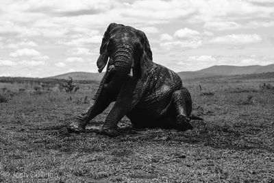 Monochrome elephant in africa 