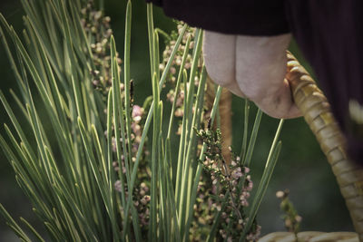 Cropped hand holding plant in basket