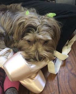 High angle portrait of dog drinking water