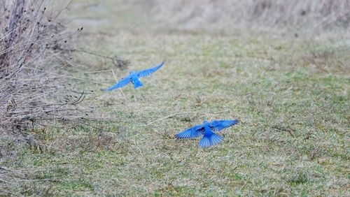 View of blue bird flying over land