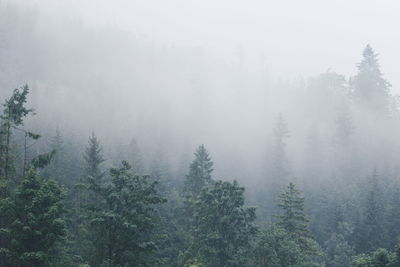 Trees in forest during foggy weather