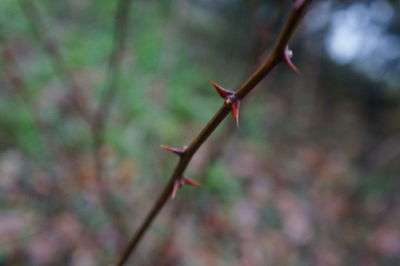 Close-up of plant